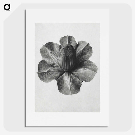 1-36_Karl-Blossfeldt_picture