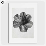 アートポスター-Cobaea Scandens - カール ブロスフェルト Poster.