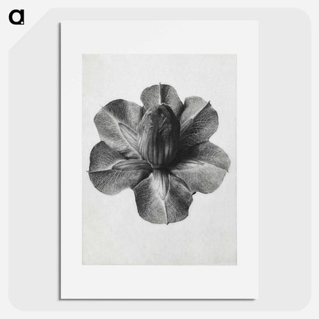 アートポスター-Cobaea Scandens - カール ブロスフェルト Poster.