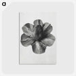 1-36_Karl-Blossfeldt_postcard