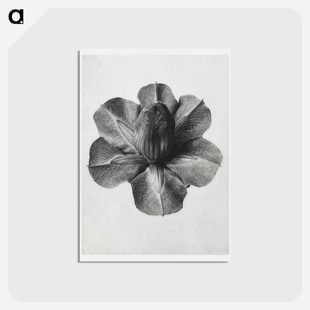 アートポストカード-Cobaea Scandens - カール ブロスフェルト Postcard.