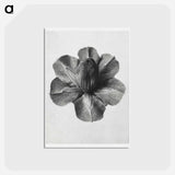アートポストカード-Cobaea Scandens - カール ブロスフェルト Postcard.