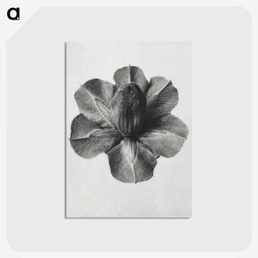 1-36_Karl-Blossfeldt_postcard