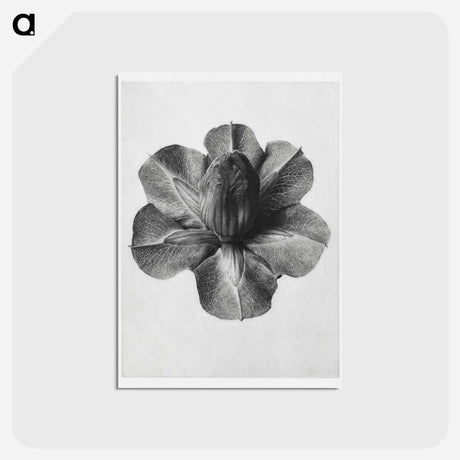 アートポストカード-Cobaea Scandens - カール ブロスフェルト Postcard.