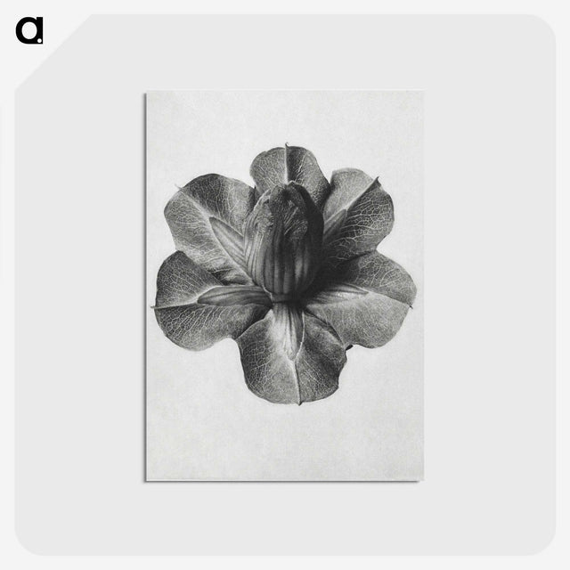 1-36_Karl-Blossfeldt_postcard