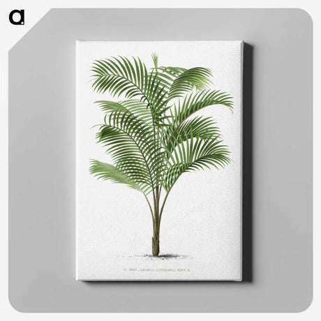 1-36_Les-Palmiers-Histoire-Iconographique_canvas