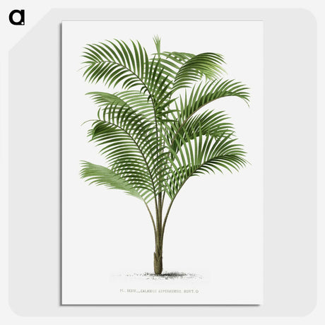1-36_Les-Palmiers-Histoire-Iconographique_picture-crop