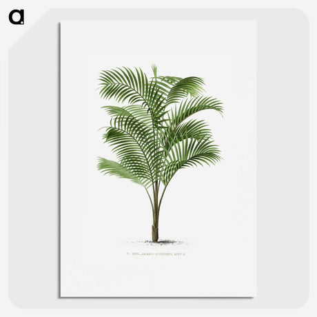 1-36_Les-Palmiers-Histoire-Iconographique_picture