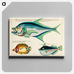 アートパネル-Moluccan Fishes
 - ルイ ルナール Canvas.