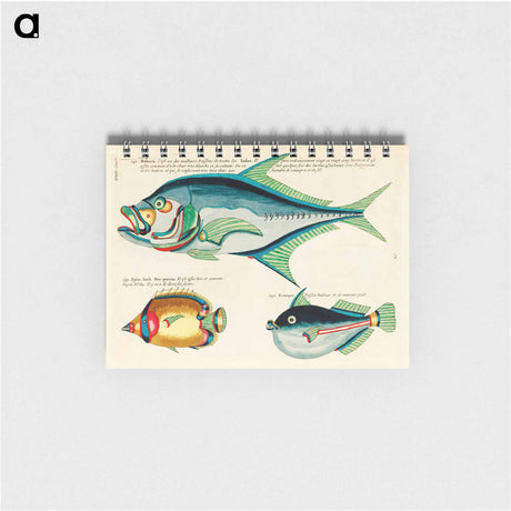 アートメモ帳-Moluccan Fishes
 - ルイ ルナール Memo.