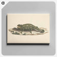 アートパネル-Unidentified Chameleon
 - ルイージ バルガーニ Canvas.