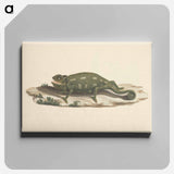 アートパネル-Unidentified Chameleon
 - ルイージ バルガーニ Canvas.