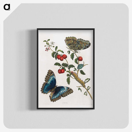 1-36_Maria-Sibylla-Merian_blk-crop