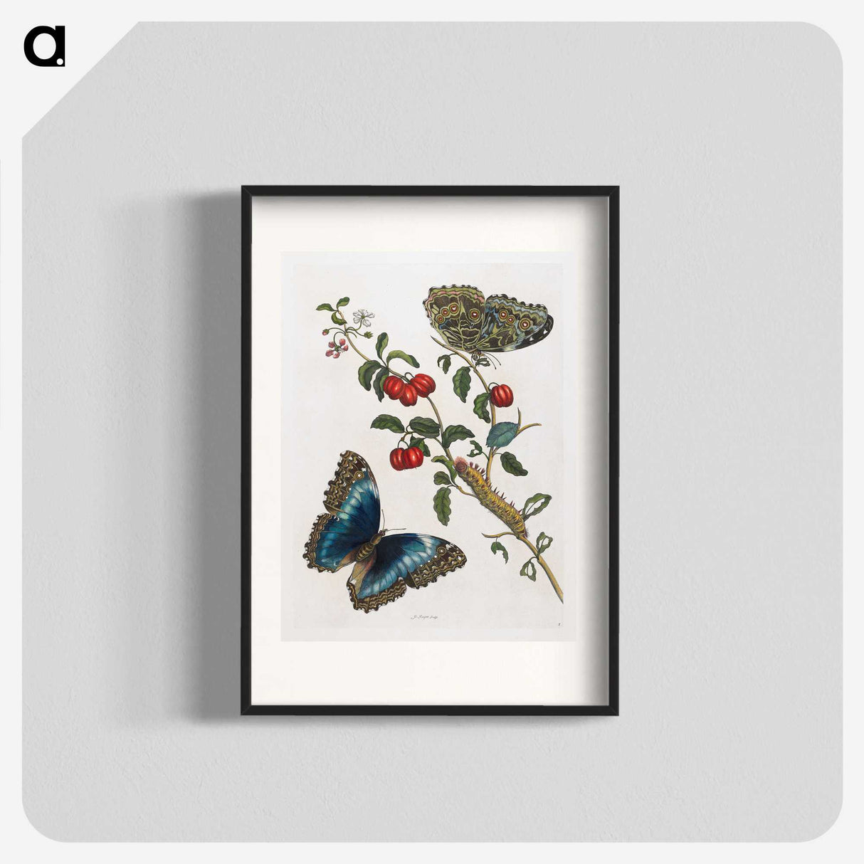 1-36_Maria-Sibylla-Merian_blk
