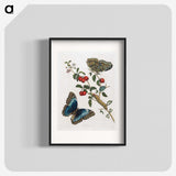 1-36_Maria-Sibylla-Merian_blk