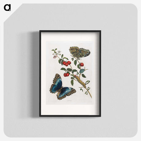 1-36_Maria-Sibylla-Merian_blk