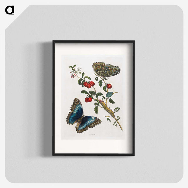 1-36_Maria-Sibylla-Merian_blk