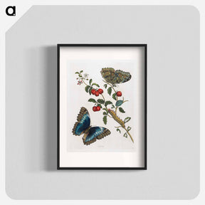 アートポスター-Great Blue Butterflies and Red Fruits
 - マリア ジビーラ メーリアン Poster.