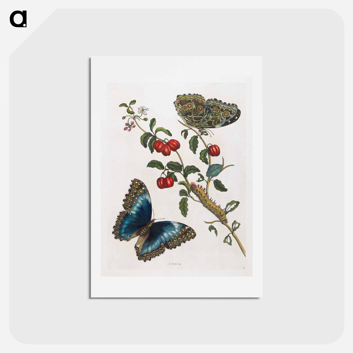 アートポストカード-Great Blue Butterflies and Red Fruits
 - マリア ジビーラ メーリアン Postcard.