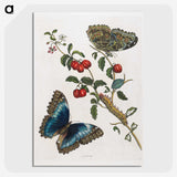 1-36_Maria-Sibylla-Merian_picture-crop