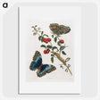 1-36_Maria-Sibylla-Merian_picture