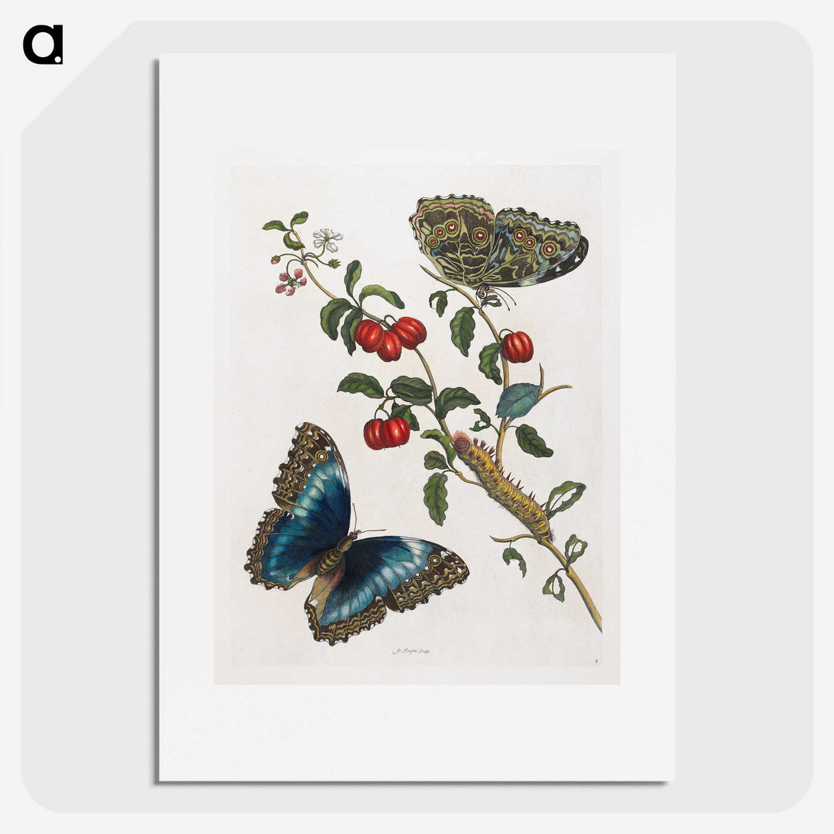 1-36_Maria-Sibylla-Merian_picture