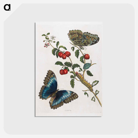 アートポストカード-Great Blue Butterflies and Red Fruits
 - マリア ジビーラ メーリアン Postcard.