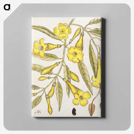 1-36_Mark-Catesby_canvas