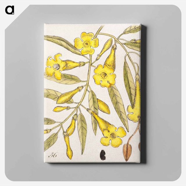 アートパネル-Carolina Flora
 - マーク ケイツビー Canvas.
