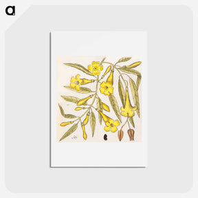 アートポストカード-Carolina Flora
 - マーク ケイツビー Postcard.