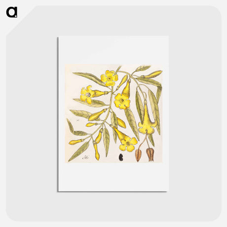 アートポストカード-Carolina Flora
 - マーク ケイツビー Postcard.