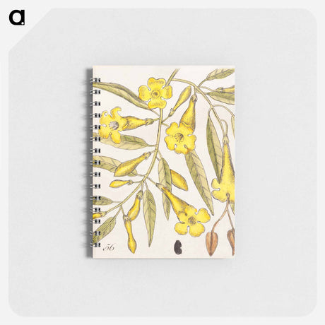 アートメモ帳-Carolina Flora
 - マーク ケイツビー Memo.