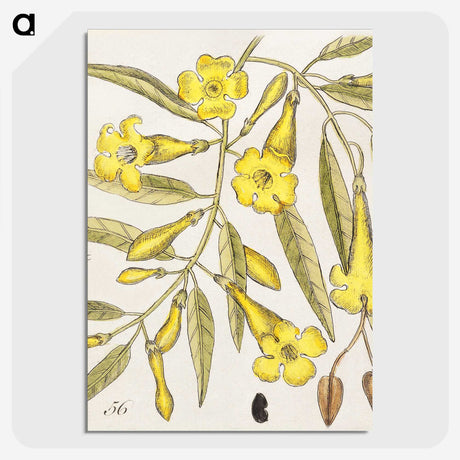 1-36_Mark-Catesby_picture-crop