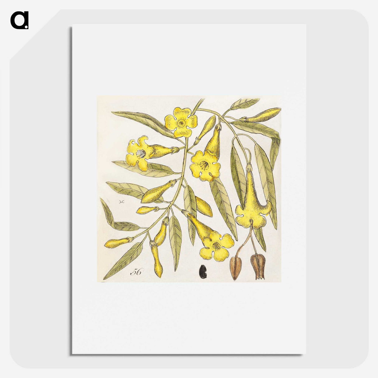 1-36_Mark-Catesby_picture