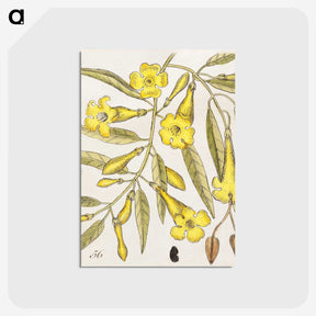 1-36_Mark-Catesby_postcard