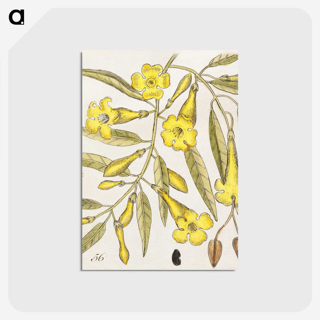 1-36_Mark-Catesby_postcard