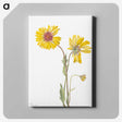 1-36_Mary-Vaux-Walcott_canvas