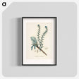 アートポスター-Common Bugloss Illustration
 - 薬用植物学 Poster.