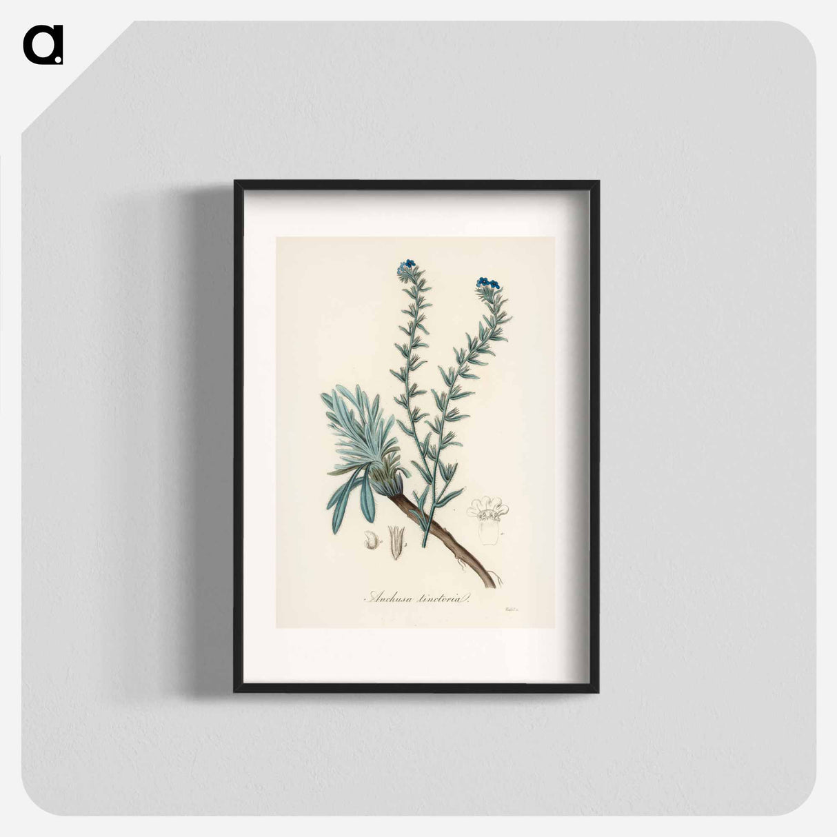 アートポスター-Common Bugloss Illustration
 - 薬用植物学 Poster.