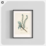 アートポスター-Common Bugloss Illustration
 - 薬用植物学 Poster.