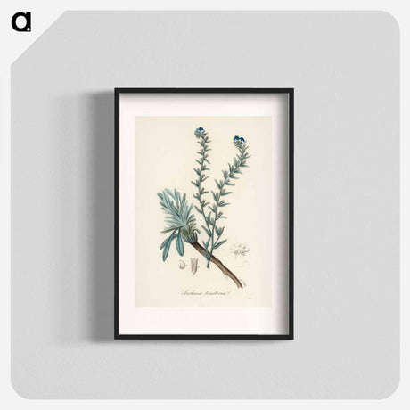 アートポスター-Common Bugloss Illustration
 - 薬用植物学 Poster.