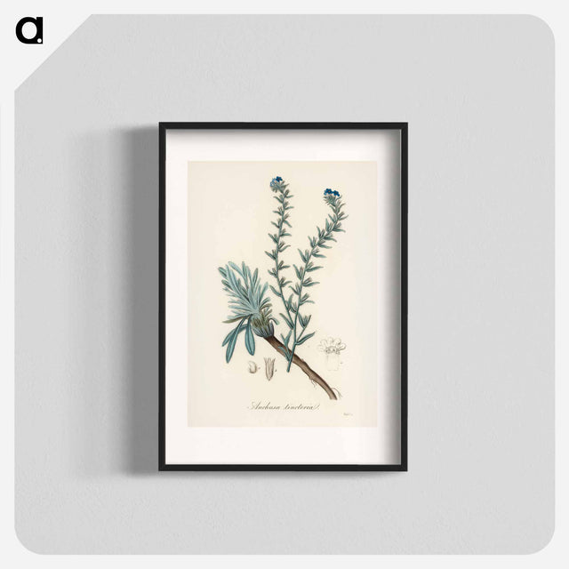 アートポスター-Common Bugloss Illustration
 - 薬用植物学 Poster.