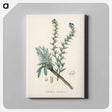 アートパネル-Common Bugloss Illustration
 - 薬用植物学 Canvas.