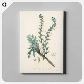 アートパネル-Common Bugloss Illustration
 - 薬用植物学 Canvas.