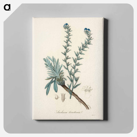 アートパネル-Common Bugloss Illustration
 - 薬用植物学 Canvas.