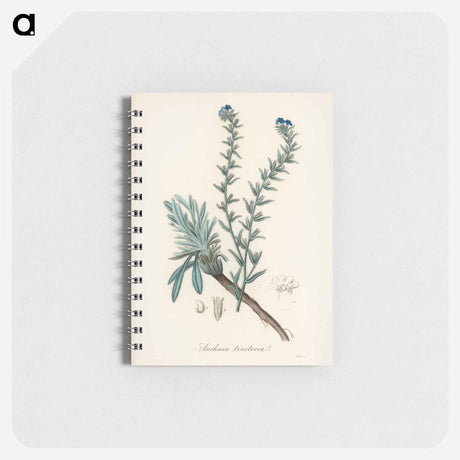 アートメモ帳-Common Bugloss Illustration
 - 薬用植物学 Memo.