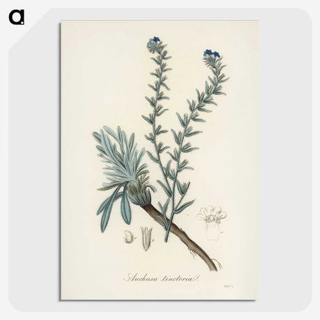 1-36_Medical-Botany_picture-crop