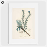 アートポスター-Common Bugloss Illustration
 - 薬用植物学 Poster.