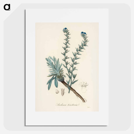 アートポスター-Common Bugloss Illustration
 - 薬用植物学 Poster.