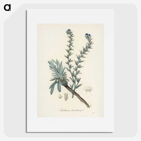 1-36_Medical-Botany_picture